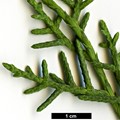 SpeciesSub: var. arizonica